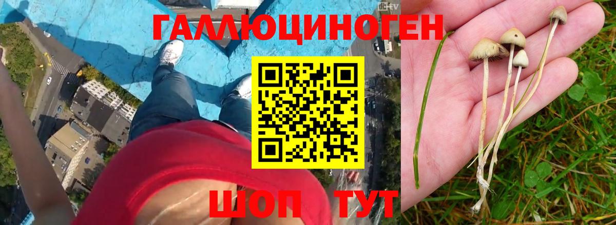 Ковров  Галлюциногенные грибы прущие грибы  Галлюциногенные грибы ЛСД  Вход с VPN 
